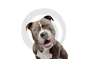 Shocked and surprised dog face expression. American bully isolated on white background