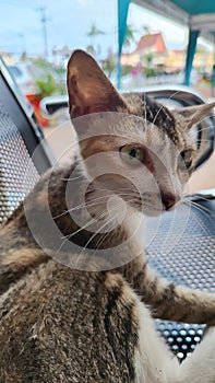 Shocked teenage cat relaxing in an iron waiting chair