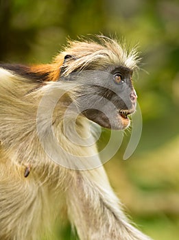 A shocked Zanzibar Red Colobus monkey