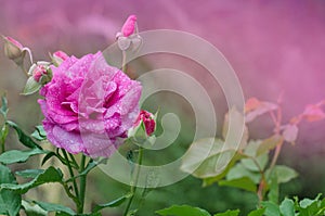 Shocking Blue rose flowers in the garden