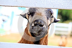 Shocking moment on Barbado Blackbelly Sheep photo