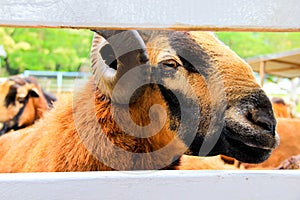 Shocking moment on Barbado Blackbelly Sheep photo