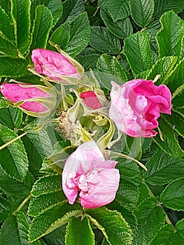 Shocking pink flower bush