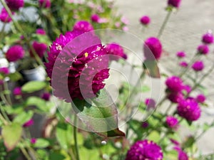 Shocking pink flower focused with green leaves