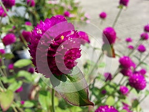 Shocking pink flower focused with green leaves