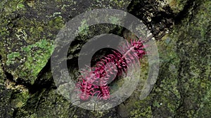 Shocking pink millipede are breeding in the tropical rain forest.