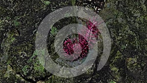 Shocking pink millipede are breeding in the tropical rain forest.