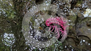 Shocking pink millipede catch earthworm in the tropical rain forest.