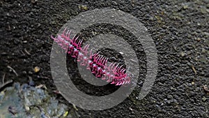 Shocking pink millipede in the tropical rain forest.