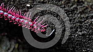 Shocking pink millipede in the tropical rain forest.