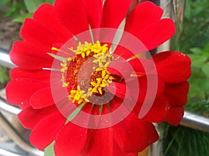Shocking red flower