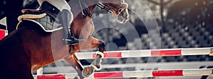 The shod hooves of a horse over an obstacle. The horse overcomes an obstacle. Equestrian sport, jumping. Overcome obstacles