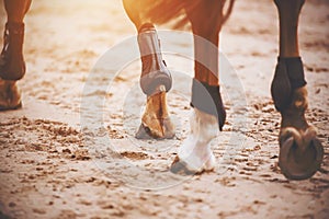 Shod hooves of a sorrel racehorse close-up, illuminated by sunlight