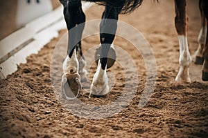 The shod legs of a black horse running alongside another horse in a dressage competition