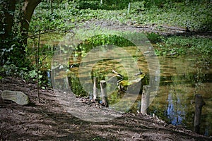 Shoe on the Banks of a canal