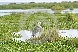 Shoe-billed Stork in the Marshes