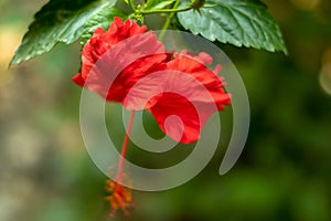 Shoe black plant flower Hibiscus large and beautiful flower