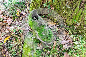 Shoe covered with green moss. Concept: Camouflage and the reconquest of nature towards man and his things