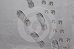 Shoe and dog prints on sidewalk