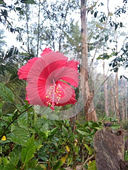 Shoe flower bluring photos