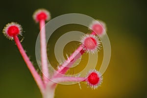 Shoe Flower carpel Hibiscus syriacus photo
