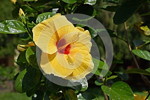 Shoe Flower or Hibiscus Hibiscus rosa-sinensis