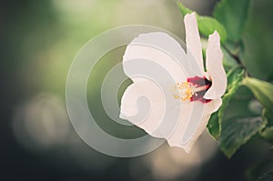 Shoe Flower or Hibiscus vintage