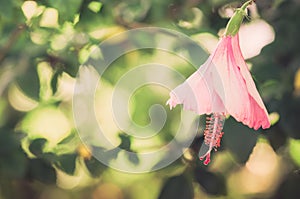 Shoe Flower or Hibiscus vintage