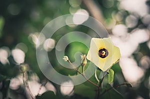 Shoe Flower or Hibiscus vintage