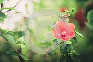 Shoe Flower or Hibiscus vintage