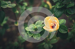 Shoe Flower or Hibiscus vintage