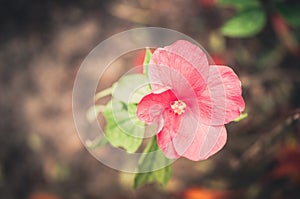 Shoe Flower or Hibiscus vintage