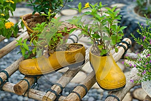 Shoe flowerpot
