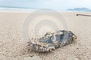 A shoe full of barnacle