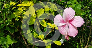 Shoe , Hibiscus, Chinese rose or pink flower blooming on blurred green leaves background in floral garden with copy space on left