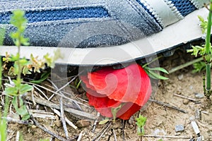 A shoe of a man destroy a poppy flower