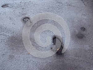 Shoe prints filled with water and embedded in wet concrete