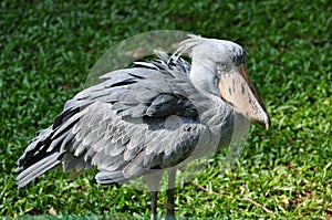 Shoebill