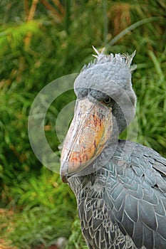 Shoebill