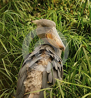 Shoebill