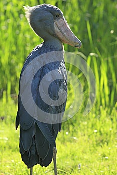 Shoebill