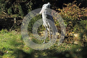 Shoebill