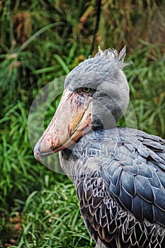 Shoebill