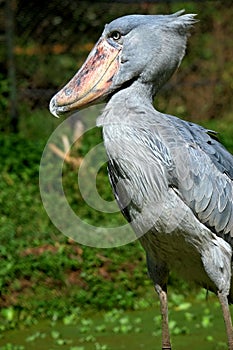 Shoebill