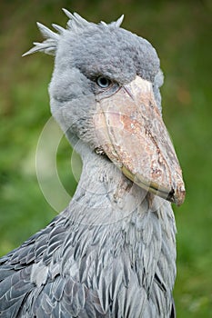 Shoebill