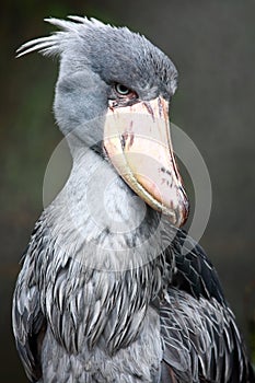 Shoebill