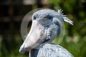 Shoebill, Abu Markub (Balaeniceps rex)