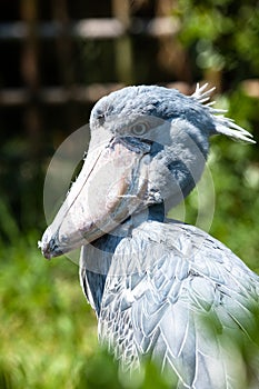 Shoebill, Abu Markub (Balaeniceps rex)