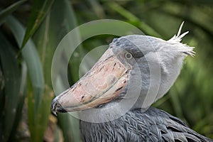 Shoebill, Abu Markub (Balaeniceps rex)