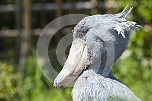 Shoebill, Abu Markub (Balaeniceps rex)